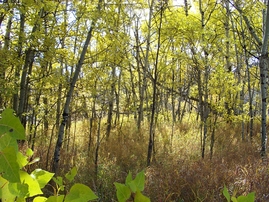 Aspens