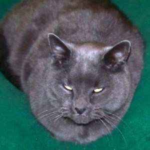 Benjamin the Bookstore Cat Benjamin the Bookstore Cat