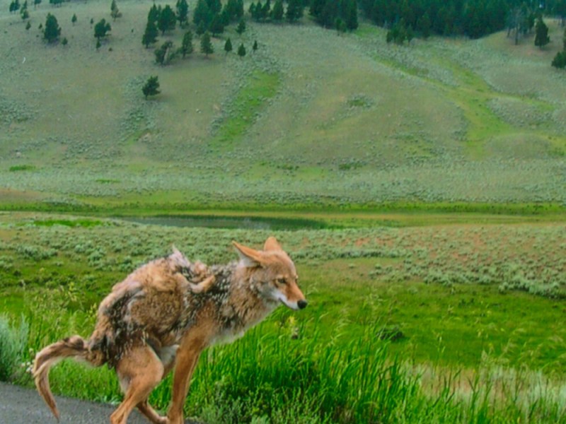 A few book signing observations from Yellowstone