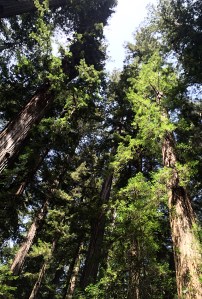 I took this picture of a redwood grove in Hendy Woods State Park during the research trip.