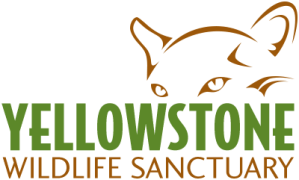 YWS Logo color - small